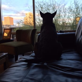 Aura at Midtown - Even our dog loves the picture windows! - Apartments Near Me - Phoenix, Arizona Aura at Midtown - Even our dog loves the picture windows! - Apartments Near Me - Phoenix, Arizona