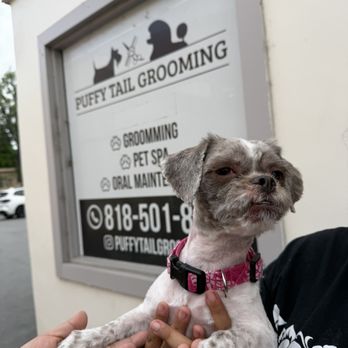 Puffytail Pet Grooming - Pet Groomers Near Me - Encino, California Puffytail Pet Grooming - Pet Groomers Near Me - Encino, California