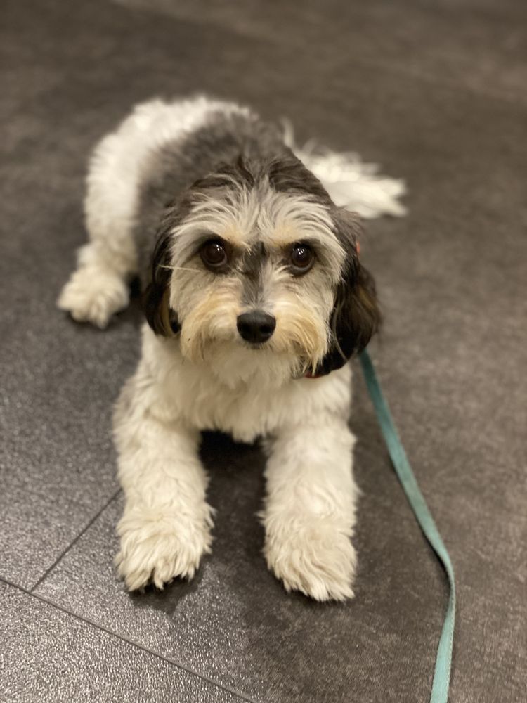 Paw Print - pet boarding facility in Silver Spring, MD