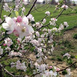 Sugar Creek Orchard