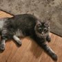 All 4 Paws Maine Coons Cattery