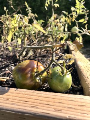 Flowerpot Island by null