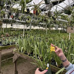 Fantasy Orchids - What we ended up buying.