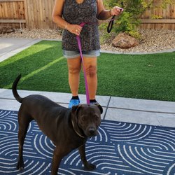 Milestones Movement Therapy - Post-op Day 30: Back to walking and training my dog