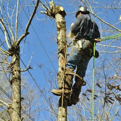 Eden Outdoor Works - Removing diseased oaks that were growing into power lines for customer.