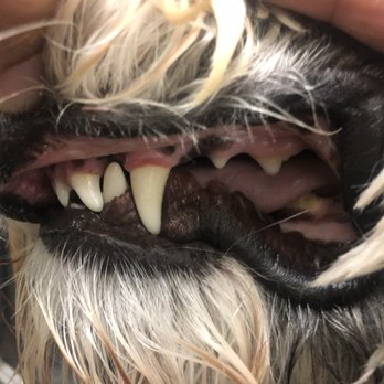 Doggy Downtime - AFTER: anesthesia-free doggy dental care! - Pet Groomers Near Me - Wheat Ridge, Colorado Doggy Downtime - AFTER: anesthesia-free doggy dental care! - Pet Groomers Near Me - Wheat Ridge, Colorado