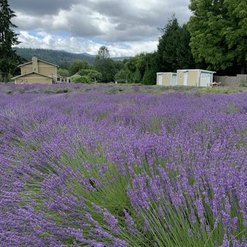 Snofalls Lavender - Beautiful - Farms Near Me - Fall City, Washington