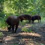 Photo of Rebel Pastures