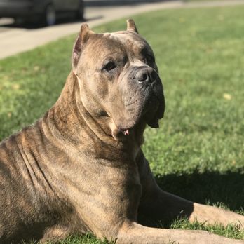 Caring Pet Crematory - Pet Cremation Services Near Me - Sacramento, California Caring Pet Crematory - Pet Cremation Services Near Me - Sacramento, California