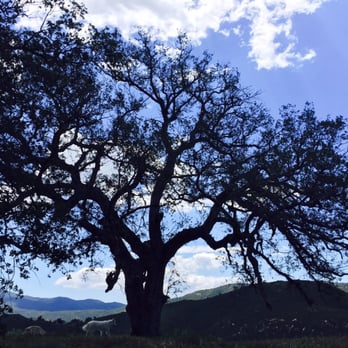 Three Sisters Falls - Trees - Hiking Near Me - Julian, California Three Sisters Falls - Trees - Hiking Near Me - Julian, California