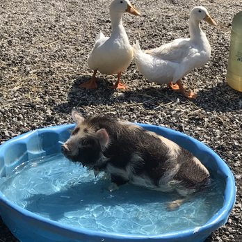 Feels Like Home Farm - Dottie the Pig likes cooling off in her kiddie pool. :-D + Ducks (the kid's pets) - Ranches Near Me - Willoughby, Ohio Feels Like Home Farm - Dottie the Pig likes cooling off in her kiddie pool. :-D + Ducks (the kid's pets) - Ranches Near Me - Willoughby, Ohio