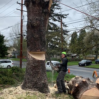 Arbor Vision Tree Service - Cutting a big trunk down. - Tree Services Near Me