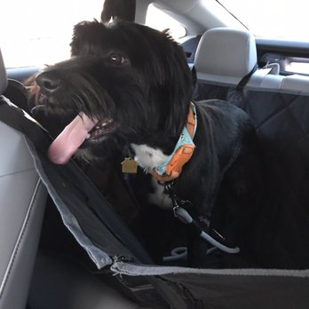 iPet Grooming - Pet Groomers Near Me - San Dimas, California