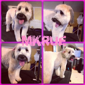 Muttly Krue - Pet Groomers Near Me - Austin, Texas Muttly Krue - Pet Groomers Near Me - Austin, Texas