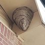 Photo of Above & Beyond Pest & Wildlife Management