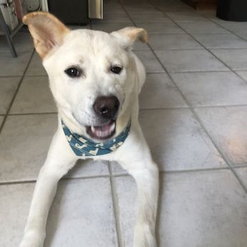 Animal Hope - Pet Adoption Near Me - Fort Worth, Texas