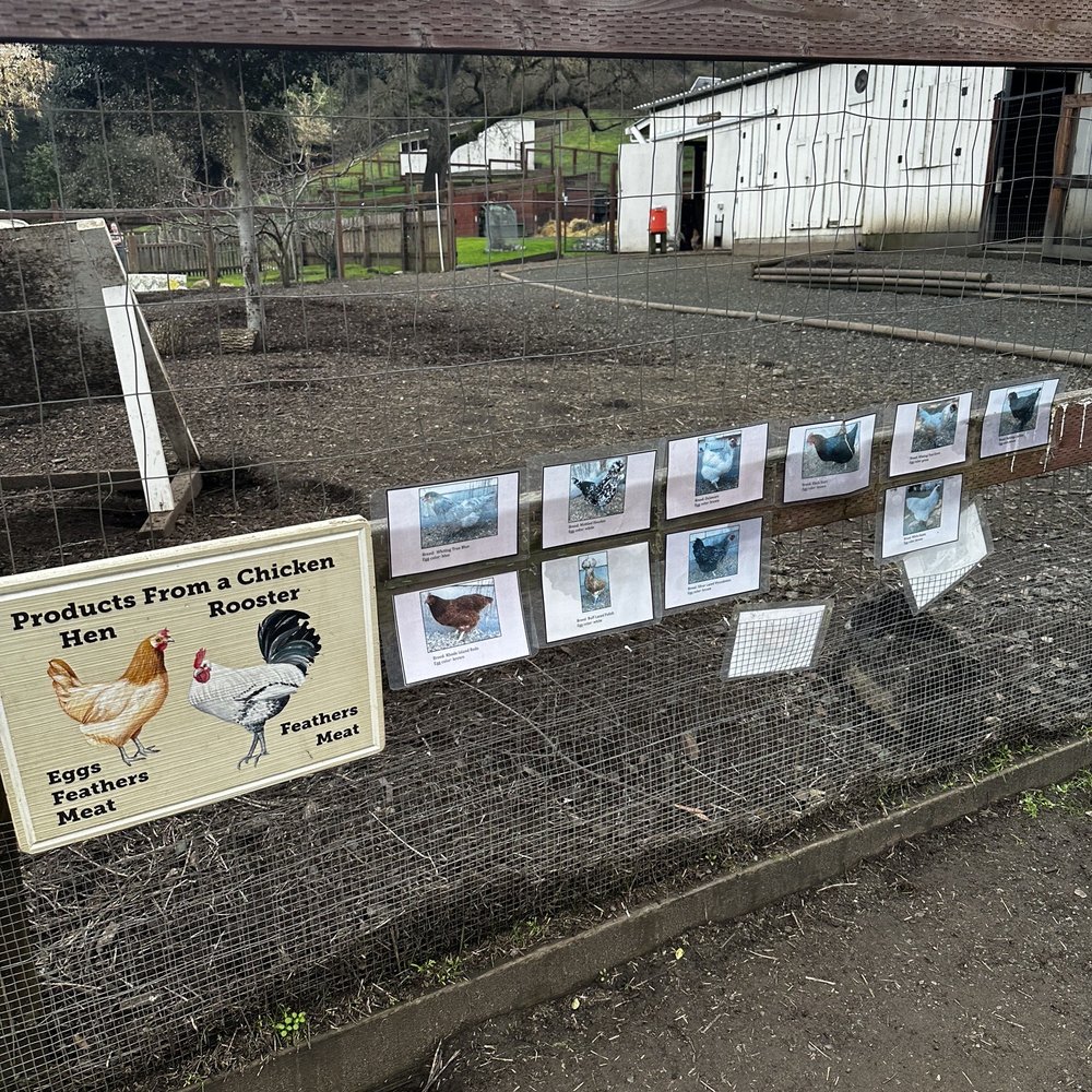 Deer Hollow Farm - Kids Activities Near Me - Cupertino, California