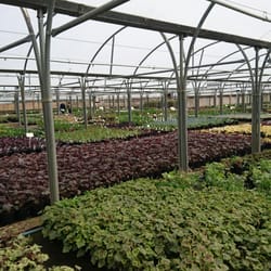 McLaren's Nurseries - A great selection of plants as they supply garden centres!