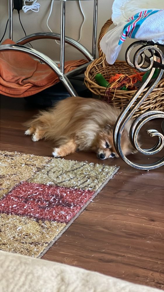 SHENANDOAH VETERINARY HOSPITAL Updated September 2024 11 Photos