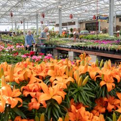 Green Acres Nursery & Supply - Endless choices of annual & perennial color!