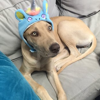 SmartyPup! - Pet Training Near Me - San Francisco, California SmartyPup! - Pet Training Near Me - San Francisco, California