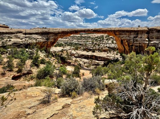 Natural Bridges National Monument by null