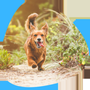 Photo of Well Groomed Pets - Surprise