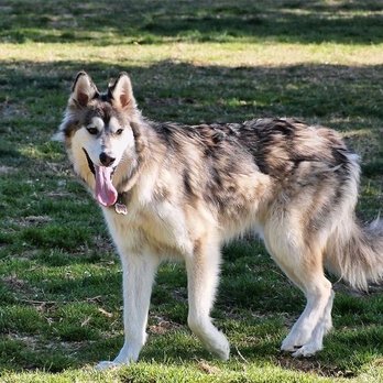 Atwater Veterinary Center - Our beautiful girl - Veterinarians Near Me - Atwater, California
