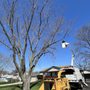 Photo of P&M Tree Service
