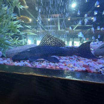 Cheddar's Scratch Kitchen - This is a real fish. (At first I thought it was a decoration) - American Near Me - Murfreesboro, Tennessee