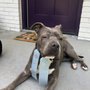 Photo of K-9 Coach