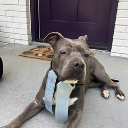 K-9 Coach - Rocket