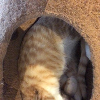 The Scratching Post Cat Cafe - Cat!! Rolled up in the cat tree - Pet Adoption Near Me - Lewisburg, Pennsylvania The Scratching Post Cat Cafe - Cat!! Rolled up in the cat tree - Pet Adoption Near Me - Lewisburg, Pennsylvania