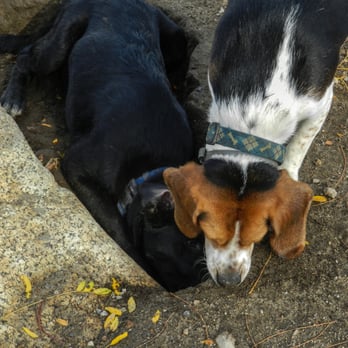 Gloucester Dog Park - Dog Parks Near Me - Gloucester, Massachusetts