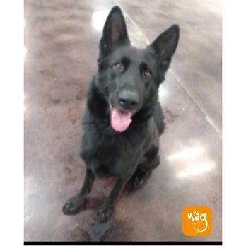 Wag Hotels - Oakland - Happy guy - Pet Sitting Near Me - Oakland, California Wag Hotels - Oakland - Happy guy - Pet Sitting Near Me - Oakland, California