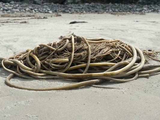 Sand Dollar Beach by null