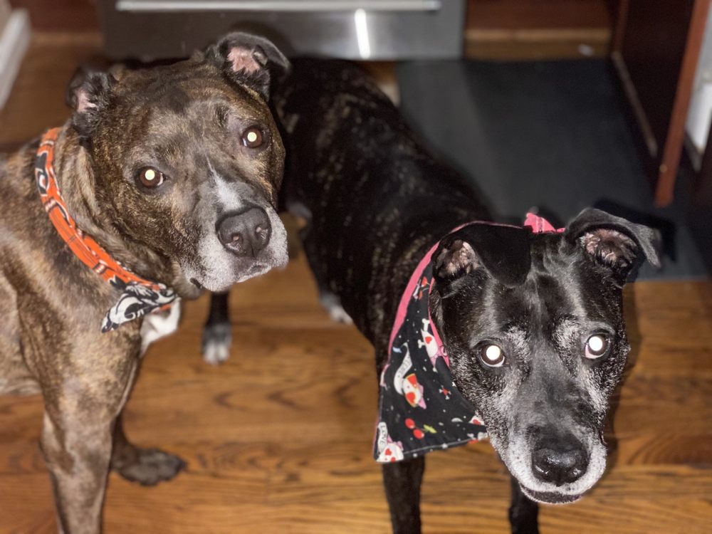 DIAMOND DOGS Updated August 2024 55 Photos & 14 Reviews 5424