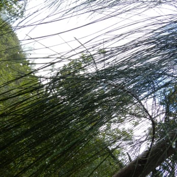 Laie Falls - Baby ironwood - Hiking Near Me