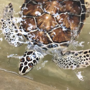 Tortuganja / Turtle Farm - Parks Near Me - Quintana Roo, ROO