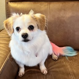 Lucy Belle with gold bows and a mermaid tail! Lucy Belle with gold bows and a mermaid tail!