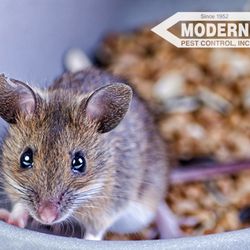 Modern Pest Control