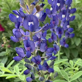 Evelyn's Park - Bluebonnet morning - Parks Near Me - Bellaire, Texas Evelyn's Park - Bluebonnet morning - Parks Near Me - Bellaire, Texas