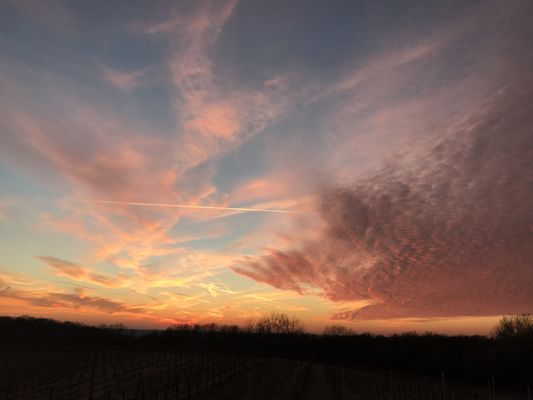 TerraVox Winery by null