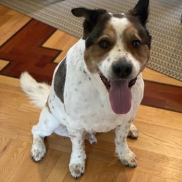 Beau (our dog).