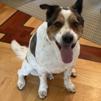 Just Grooming - Beau (our dog). - Pet Groomers Near Me - Highwood, Illinois