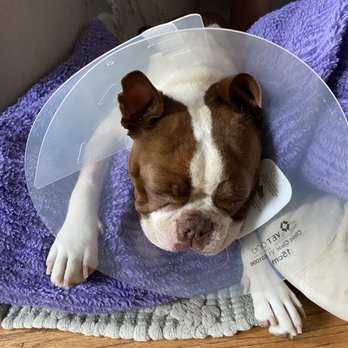 TrueCare for pets - After two harrowing nights without her beloved Purple Pillow they are reunited for recuperation! - Veterinarians Near Me - Studio City, California TrueCare for pets - After two harrowing nights without her beloved Purple Pillow they are reunited for recuperation! - Veterinarians Near Me - Studio City, California