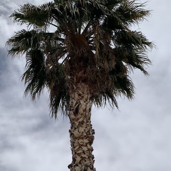 Gabriel Landscaping - Palm tree in need of skin & trim - Landscaping Near Me