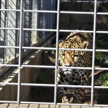 Lions Tigers & Bears - Jaguar - Community Service/Non-Profit Near Me - Alpine, California