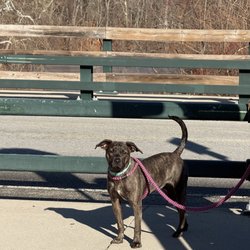 The Hotel For Homeless Dogs