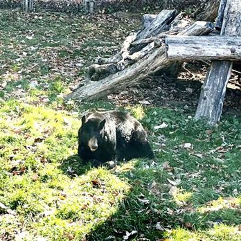 WNC Nature Center - Black bear - Zoos Near Me - Asheville, North Carolina WNC Nature Center - Black bear - Zoos Near Me - Asheville, North Carolina